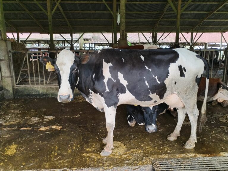 WhatsApp Image 2023 12 03 at 4.10.44 PM 1 768x576