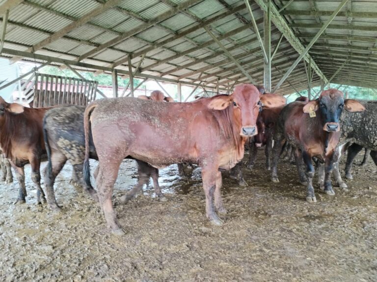 WhatsApp Image 2023 12 03 at 4.10.52 PM 768x576