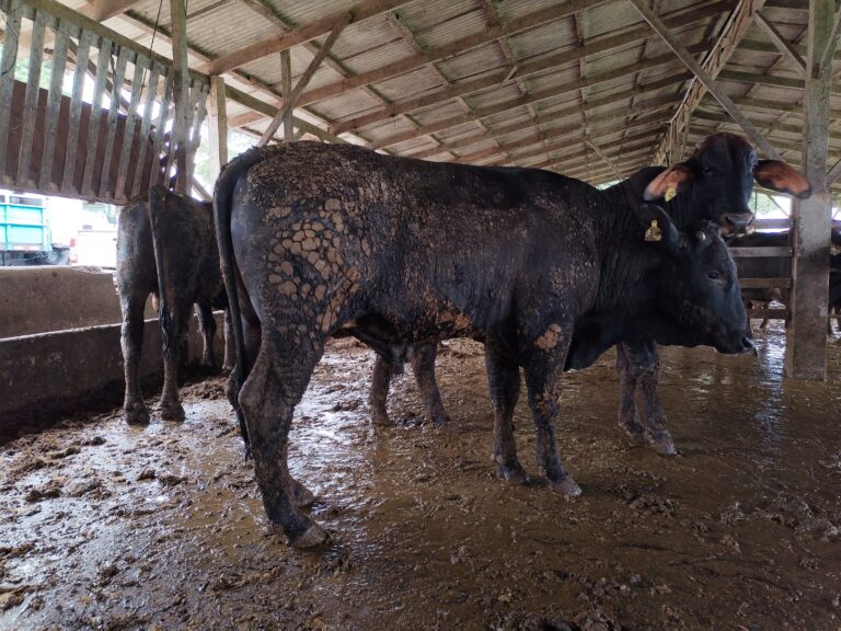 WhatsApp Image 2023 12 03 at 4.11.34 PM macho 768x576