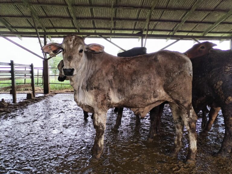 WhatsApp Image 2023 12 03 at 4.11.40 PM 768x576