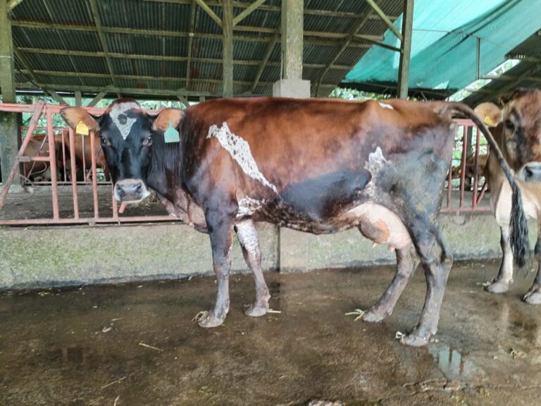 WhatsApp Image 2023 12 03 at 4.11.49 PM 2 768x576