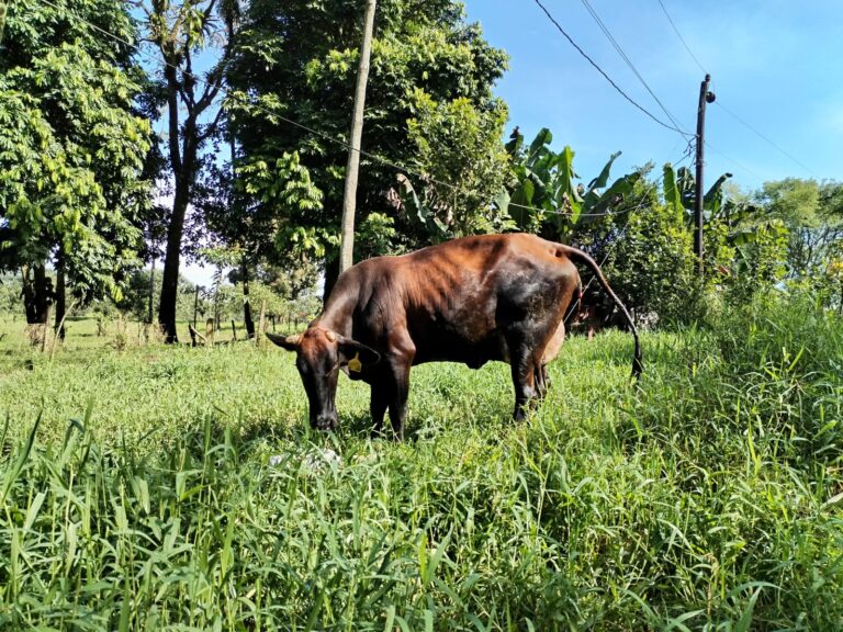 WhatsApp Image 2023 12 03 at 4.12.53 PM 768x576