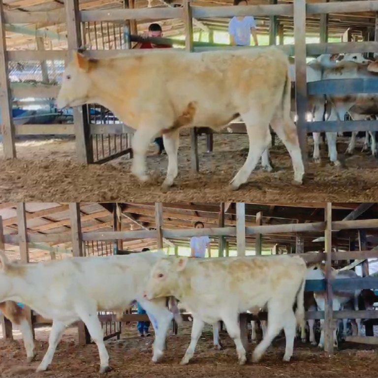 tamano imagen 01 768x768