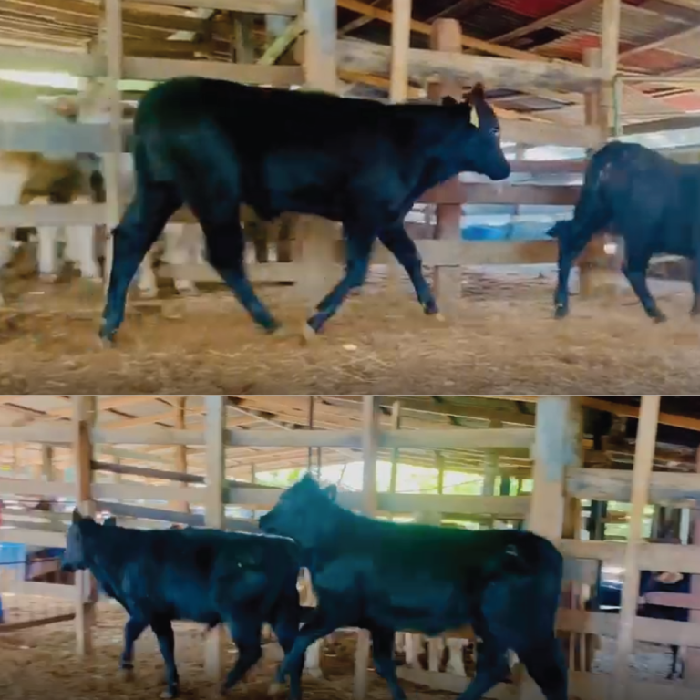 tamano imagen Angus 01 768x768